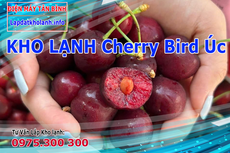 Bảo quản trái Cherry Bird Úc tươi lâu trong kho lạnh như thế nào
