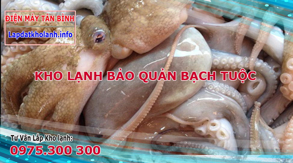Tư vấn Lắp kho đông bảo quản bạch tuộc đúng cách