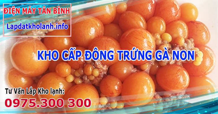 Lắp đặt kho đông lạnh bảo quản trứng gà non đông lạnh