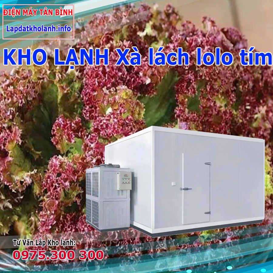 Những lưu ý khi lắp đặt kho lạnh bảo quản rau Xà lách lolo tím
