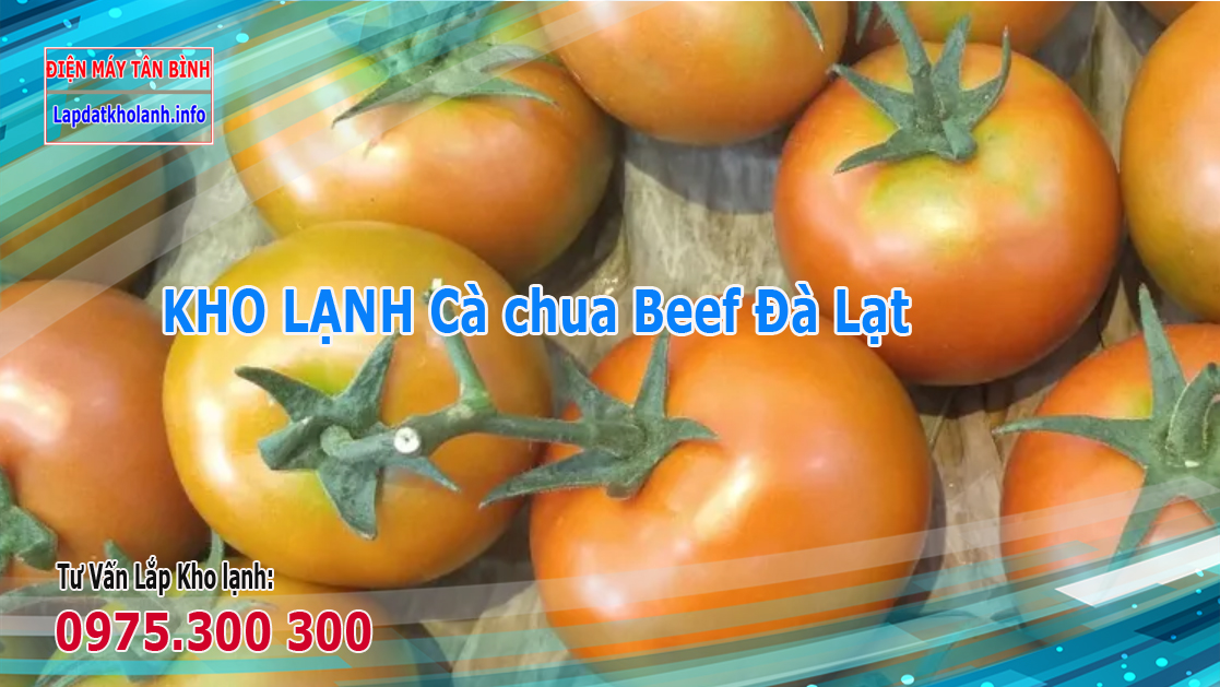 Những lưu ý khi Lắp kho lạnh bảo quản Cà chua Beef Đà Lạt