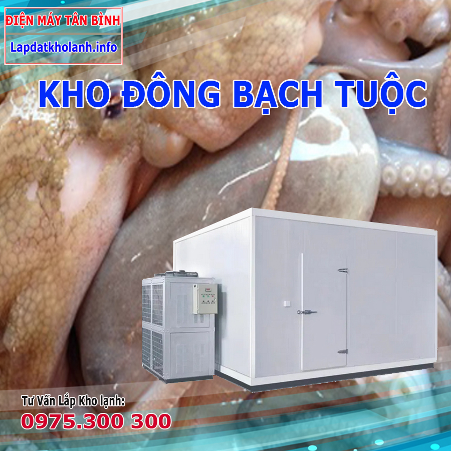 Lắp đặt kho đông bảo quản bạch tuộc
