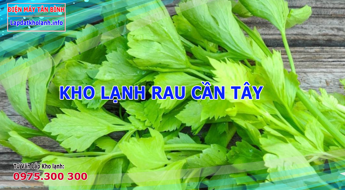 Lắp đặt kho lạnh bảo quản rau cần tây