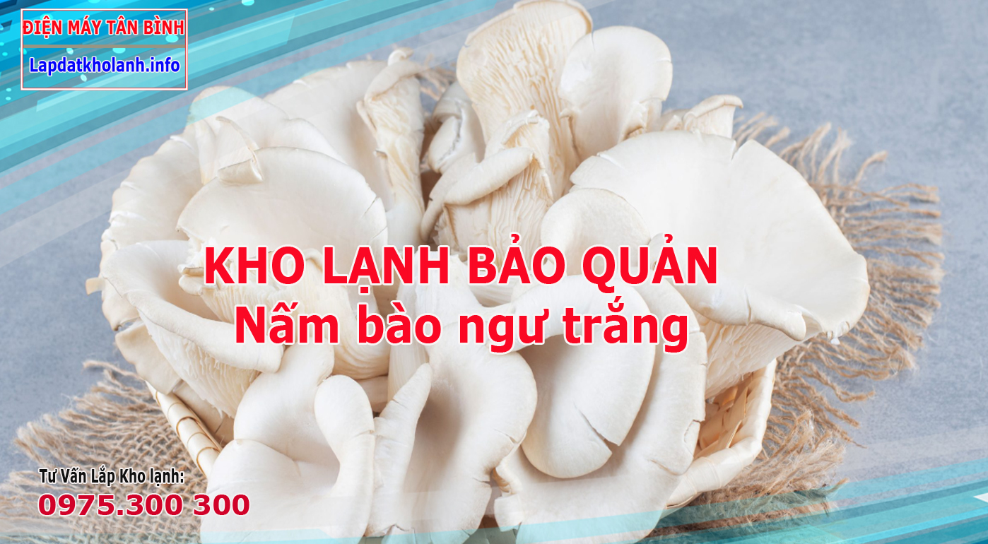 Những lưu ý khi Lắp kho lạnh bảo quản Nấm bào ngư trắng