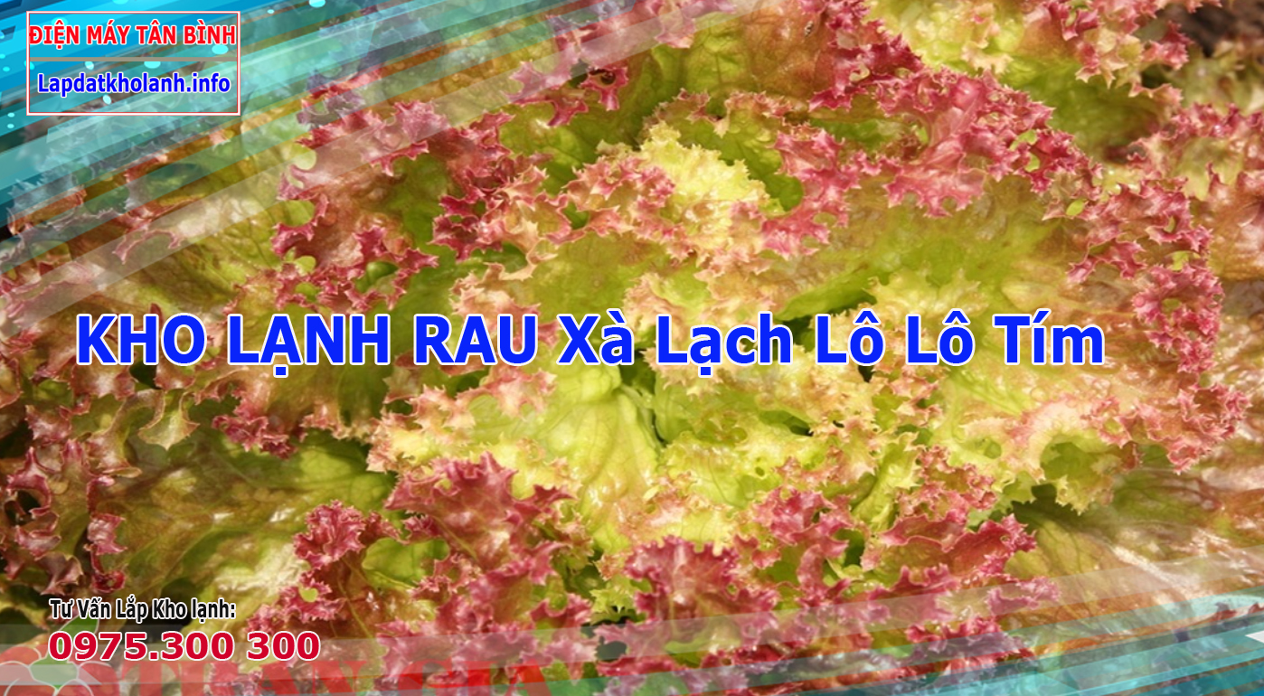 Lắp đặt kho lạnh bảo quản xà lách lô lô tím