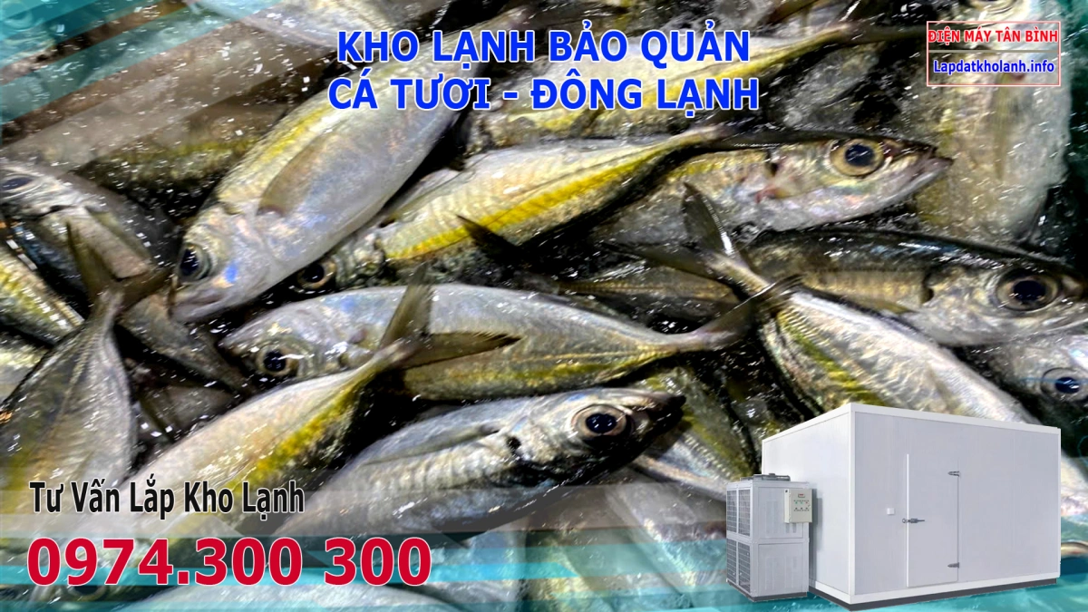 Lắp đặt kho lạnh bảo quản Cá Bạc Má tươi và Đông Lạnh 5 Lắp đặt kho lạnh bảo quản Cá Bạc Má tươi và Đông Lạnh