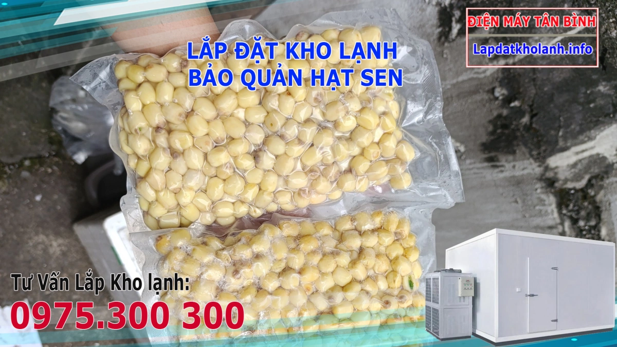 Lắp đặt Kho lạnh bảo quản Hạt Sen tươi 5 kho lạnh bảo quản hạt sen