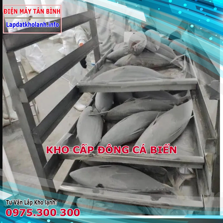 kho cấp đông nhanh cá biển