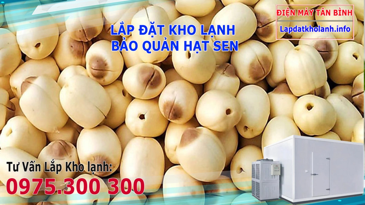 Cách bảo quản hạt sen khô 5 Cách bảo quản hạt sen khô