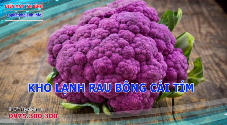 Những lưu ý khi Lắp kho lạnh bảo quản Bông Cải Tím
