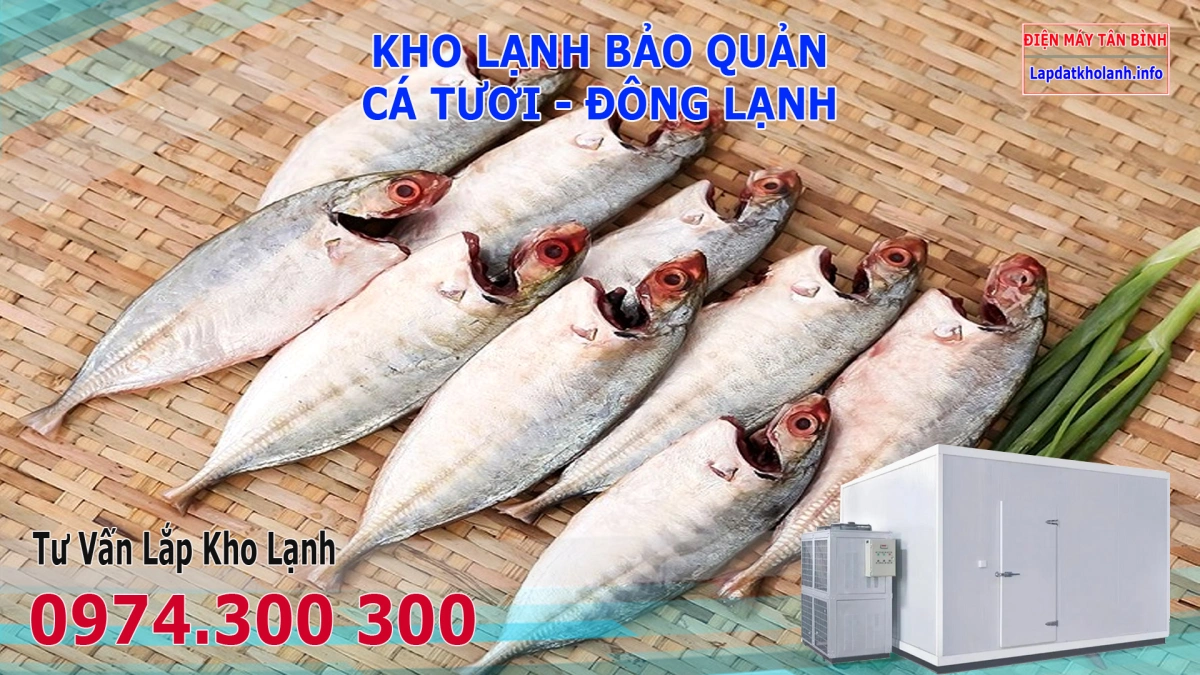 Lắp đặt kho lạnh bảo quản Cá Bạc Má tươi và Đông Lạnh 7 Lắp đặt kho lạnh bảo quản Cá Bạc Má tươi và Đông Lạnh