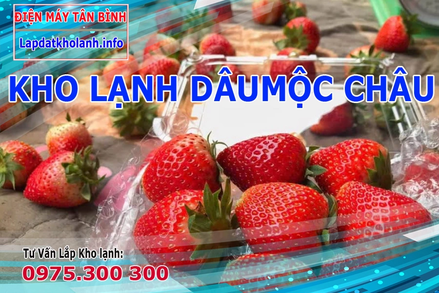 bảo quản trái dâu mộc châu
