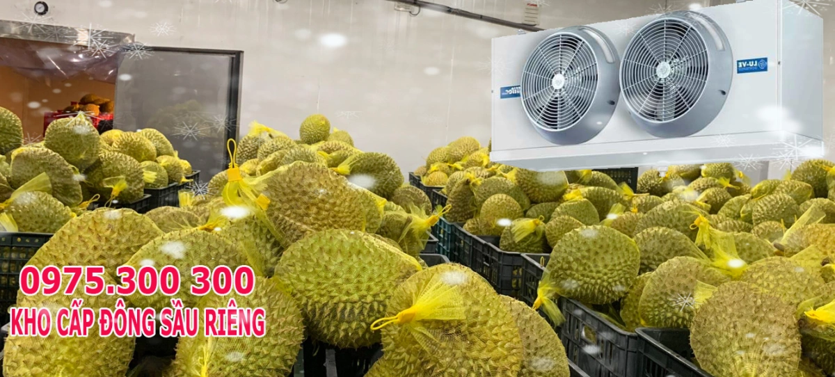 Kho cấp đông trái Sầu riêng, kho lạnh bảo quản Sầu riêng 7 kho dong sau rieng
