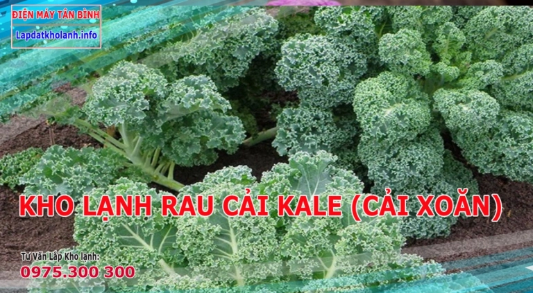 Những lưu ý kho lắp đặt kho lạnh bảo quản Cải Kale (Cải Xoăn)