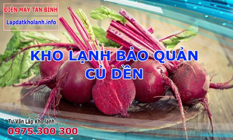 Bảo quản Củ Dền đúng cách trong kho lạnh, nhiệt độ và độ ẩm