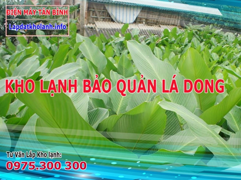 Cách Bảo quản lá Rong (Lá Dong) tươi lâu trong kho lạnh tủ lạnh