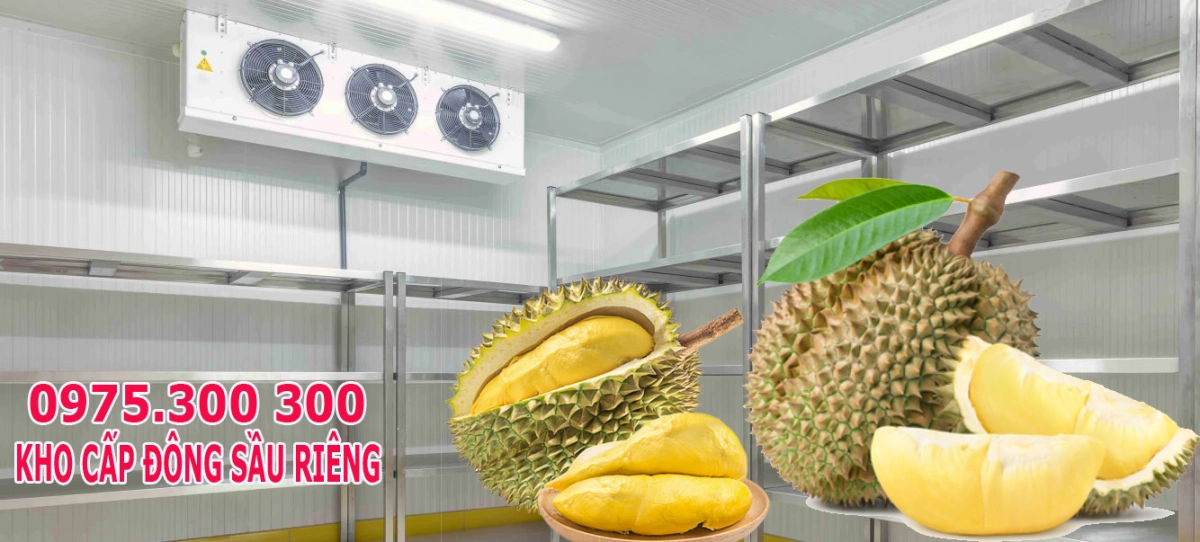 Kho cấp đông trái Sầu riêng, kho lạnh bảo quản Sầu riêng 5 kho lạnh trử sầu riêng