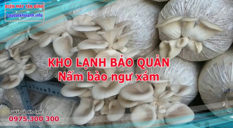 Những lưu ý khi Lắp kho lạnh bảo quản Nấm bào ngư xám