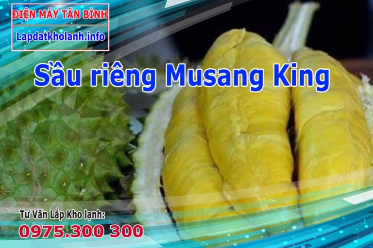 Bảo quản Sầu riêng Musang King ở nhiệt độ bảo nhiêu trong kho lạnh